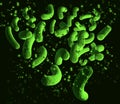 Green bacteria on black background