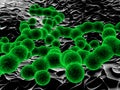 Green bacterias