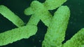 Green bacterium Royalty Free Stock Photo