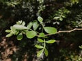 Bilva tree leaves and sunlight on it