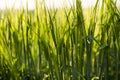 Green bagley field on a agricultural field.