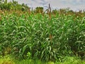 Green bajara crops in the field Royalty Free Stock Photo
