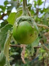 Green ball brinjal in garden