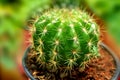 Green ball cactus