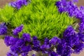 Green Ball Dianthus Barbatus Sweet William and Dark Purple Statice Limonium sinuatum Flowers  on natural burlap. Purple Royalty Free Stock Photo