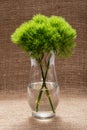 Green Ball - Dianthus Barbatus - Sweet William. Unique Ball-shaped, lime green flowers in clear glass vase isolated on natural Royalty Free Stock Photo