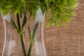 Green Ball - Dianthus Barbatus - Sweet William. Unique Ball-shaped, lime green flowers in clear glass vase isolated on natural Royalty Free Stock Photo