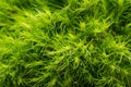 Green Ball - Dianthus Barbatus - Sweet William. Unique, perfectly round, fuzzy, ball-shaped, lime green flowers. Perennials Royalty Free Stock Photo