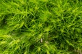 Green Ball - Dianthus Barbatus - Sweet William. Unique, perfectly round, fuzzy, ball-shaped, lime green flowers. Perennials