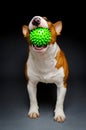 Green ball dog