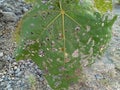 The green balsa leaves have holes because they are eaten by insects. beneath it was dry soil, rocks, and almost dry grass