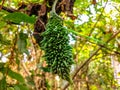 Balsam apple hanging from a tree