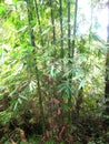 Green bamboe tropical rainforest background Royalty Free Stock Photo
