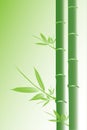 Green Bamboo