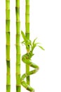 Green bamboo