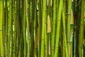 Green bamboo background Royalty Free Stock Photo