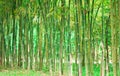 Green Bamboo Background