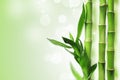 Green bamboo background