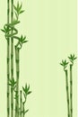 Green bamboo background