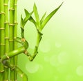 Green bamboo background Royalty Free Stock Photo