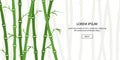 Green bamboo background. Asian forest set. China culture. Traditional plant. Beautiful template for header, banner, card or Royalty Free Stock Photo
