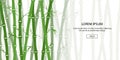 Green bamboo background. Asian forest set. China culture. Traditional plant. Beautiful template for header, banner, card or Royalty Free Stock Photo