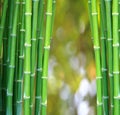 Green bamboo background and bogeh Royalty Free Stock Photo