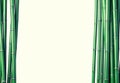 Green bamboo background