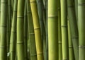 Green bamboo background. Royalty Free Stock Photo