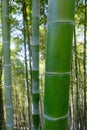 Green bamboo barrel close-up. Royalty Free Stock Photo