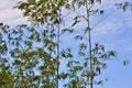 Green bamboo on blue sky background Royalty Free Stock Photo