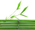 Green bamboo bouquet green twigs nature view of natural green abstract leaf plants on white