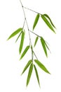 Green bamboo branch isolated on white Royalty Free Stock Photo