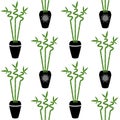 Green bamboo branch with leaves in black pots boho style on a white background seamless pattern home plant asia tropical zen Royalty Free Stock Photo