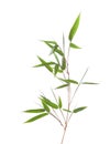 Green bamboo branch with leaves isolated on white background Royalty Free Stock Photo