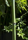 Green bamboo branch