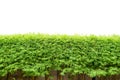 Green bamboo bush on white background