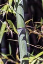 Green bamboo cane Royalty Free Stock Photo