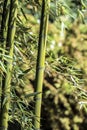 Green bamboo cane 3 Royalty Free Stock Photo