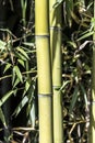 Green Bamboo canes Royalty Free Stock Photo