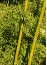 Green bamboo canes Royalty Free Stock Photo