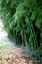 Green bamboo canes Royalty Free Stock Photo