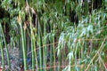 Green bamboo canes Royalty Free Stock Photo