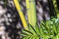 Green bamboo canes group 2 Royalty Free Stock Photo