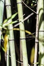 Green bamboo canes group 5 Royalty Free Stock Photo