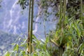 Green bamboo close up with green forest background