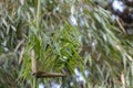 Green bamboo close up with green forest background Royalty Free Stock Photo