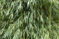 Green bamboo close up with green forest background Royalty Free Stock Photo