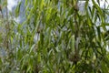 Green bamboo close up with green forest background Royalty Free Stock Photo