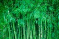 Green bamboo